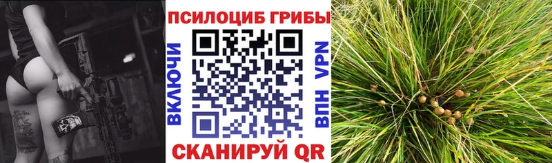 Купить закладки  Болгар  Псилоцибиновые грибы мицелий 